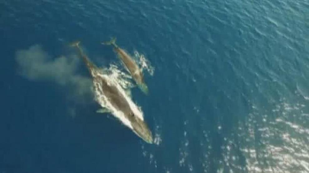 Las ballenas pierden intensidad en su canto por el cambio climático