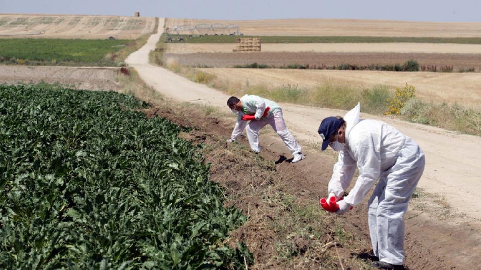 El campo de Castellón podrá usar 10 años más el herbicida glifosato - El  Periódico Mediterráneo