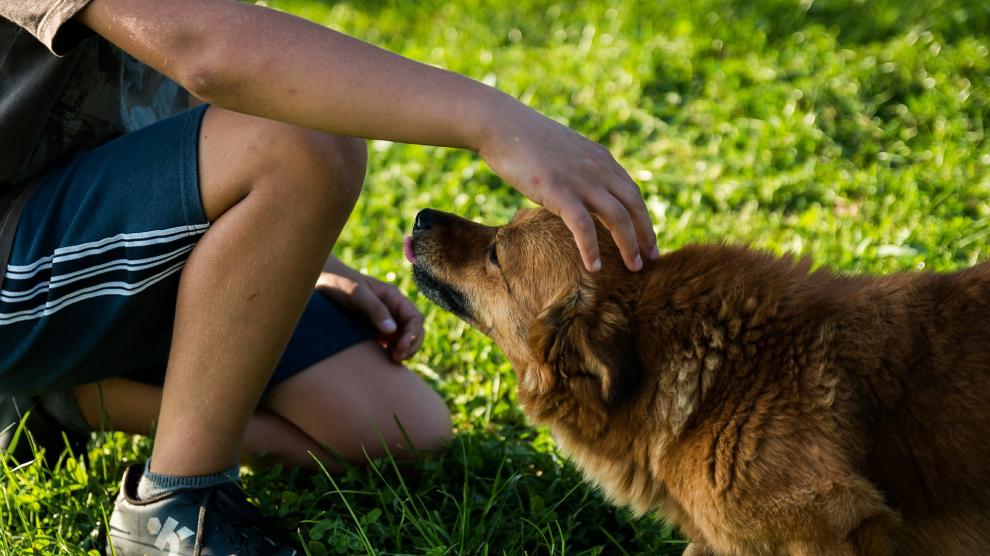Los perros son mucho más que simples mascotas.