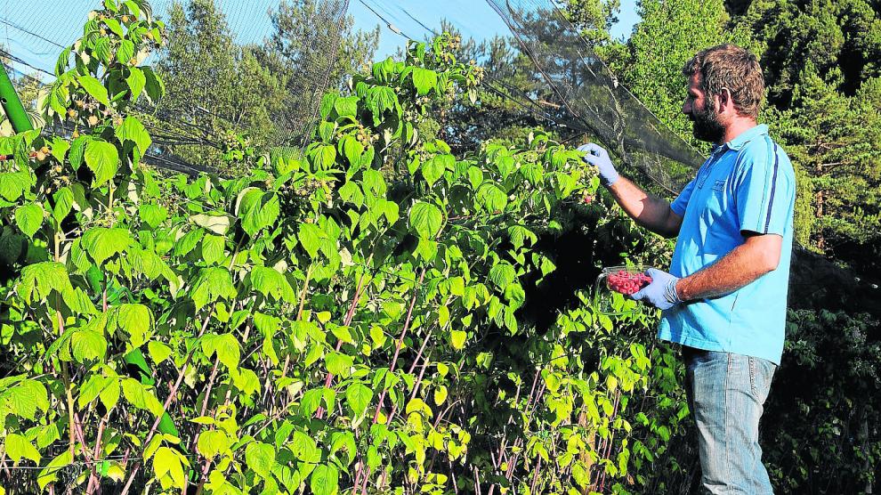 Pedro Sampietro recoge frutos rojos en su finca, ubicada en el municipio de Javierre de Bielsa.
