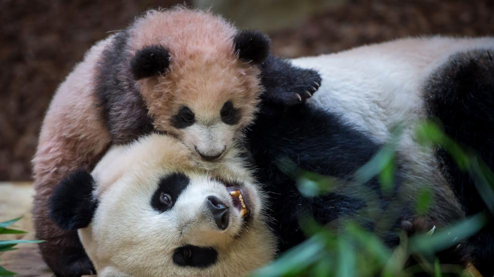 Un panda gigante en un zoo francés