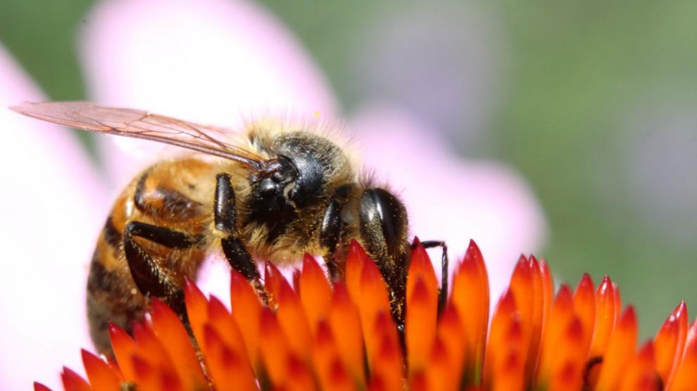 Algunas sustancias antivirales las fabrican las abejas.