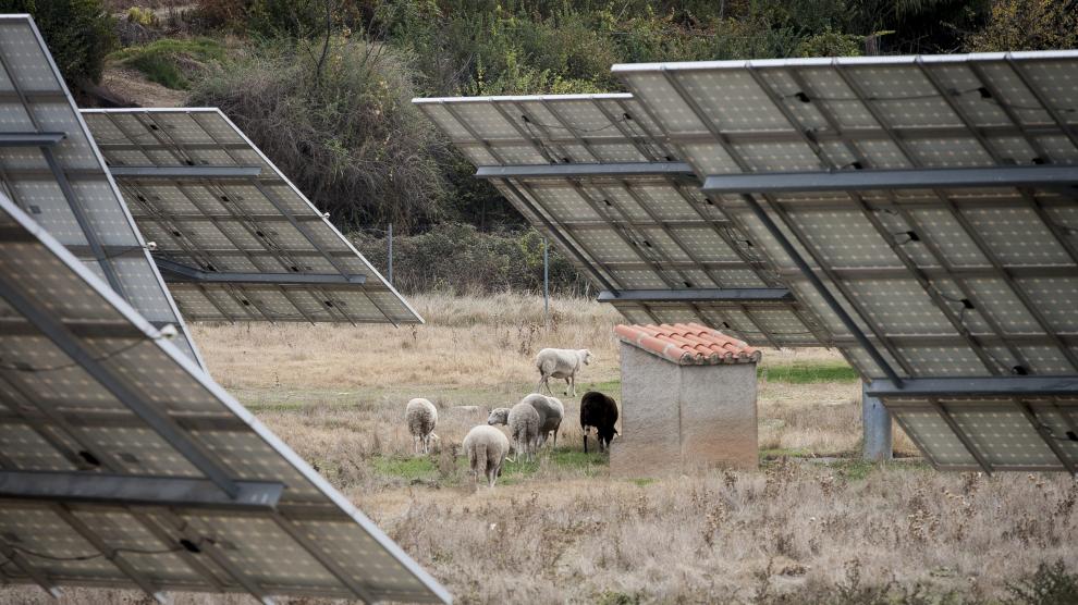 Un rebaño de ovejas, entre placas solares fotovoltaicas, a las afueras de San Martín del Río.