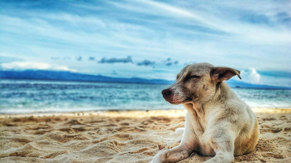 Las sanciones que acarrea llevar un perro a una playa en la que no esté permitida su presencia pueden ir de los 100 a los 3.000 euros.