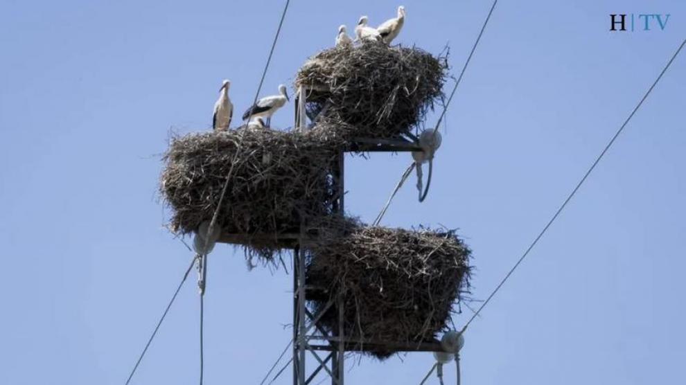 "Los nidos de cigüeña pueden generar cortes eléctricos"
