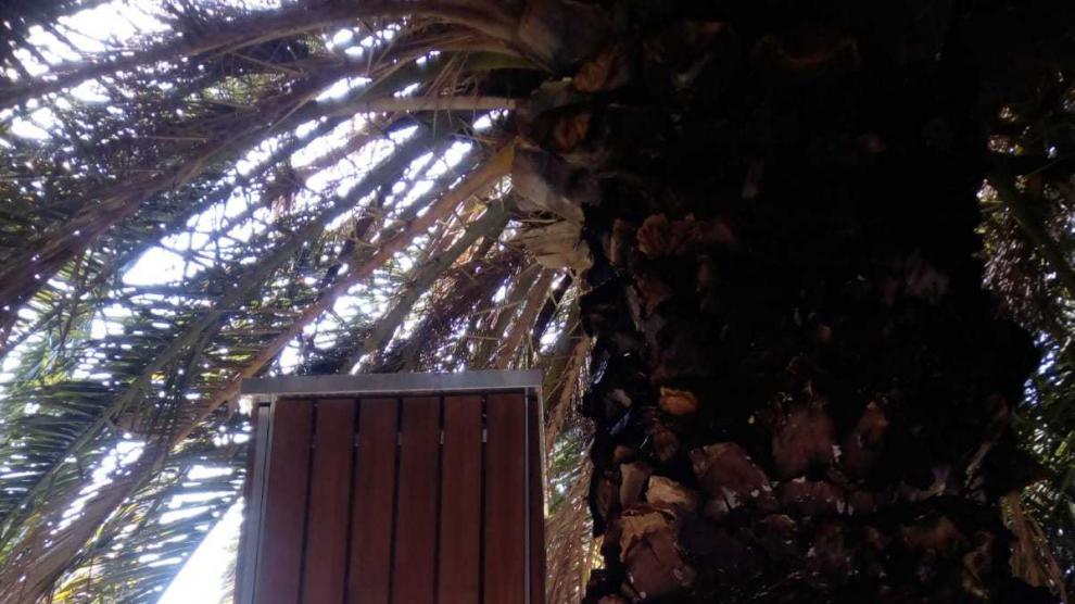 Una de las trampas contra las ratas, entre palmera y palmera, en el parque Pignatelli.