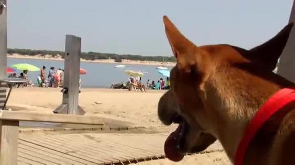 ¿Deberían poder bañarse los perros en las playas?