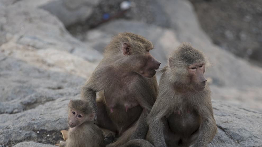 Una familia de monos.