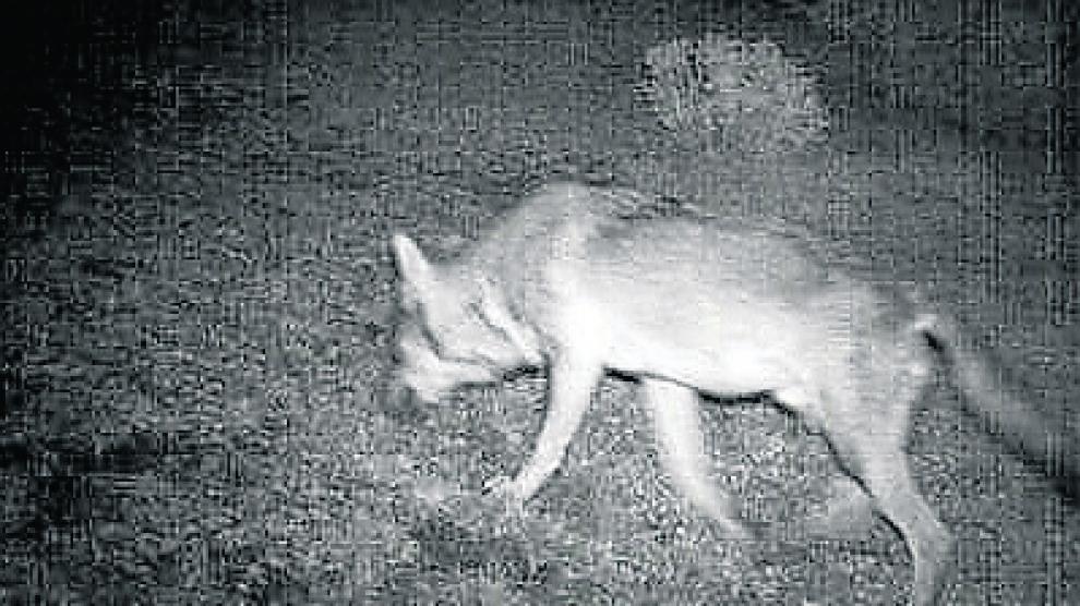 Imagen de un lobo captada el 1 de octubre de 2017 en Aragón con una cámara de fototrampeo.