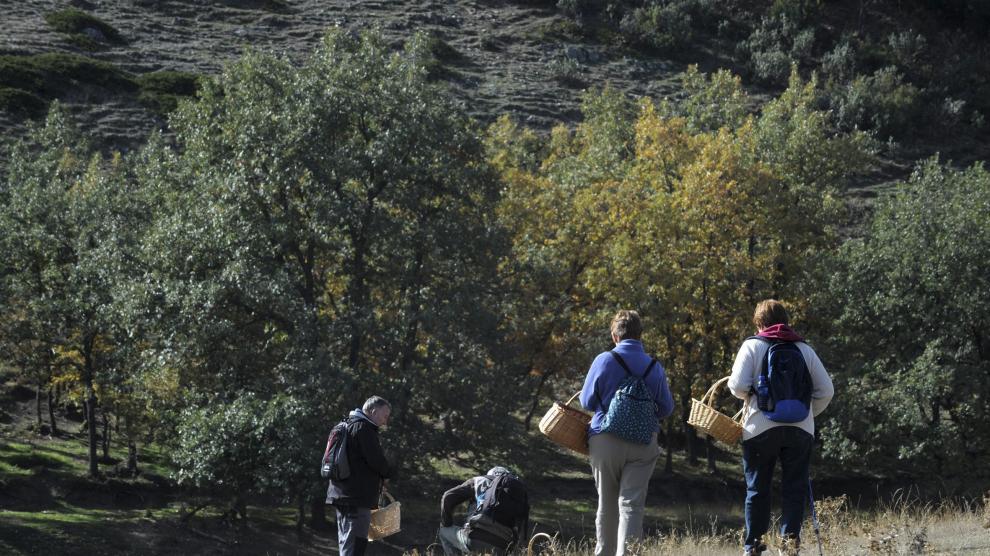 Recogida de setas en la Sierra de Albarracín.