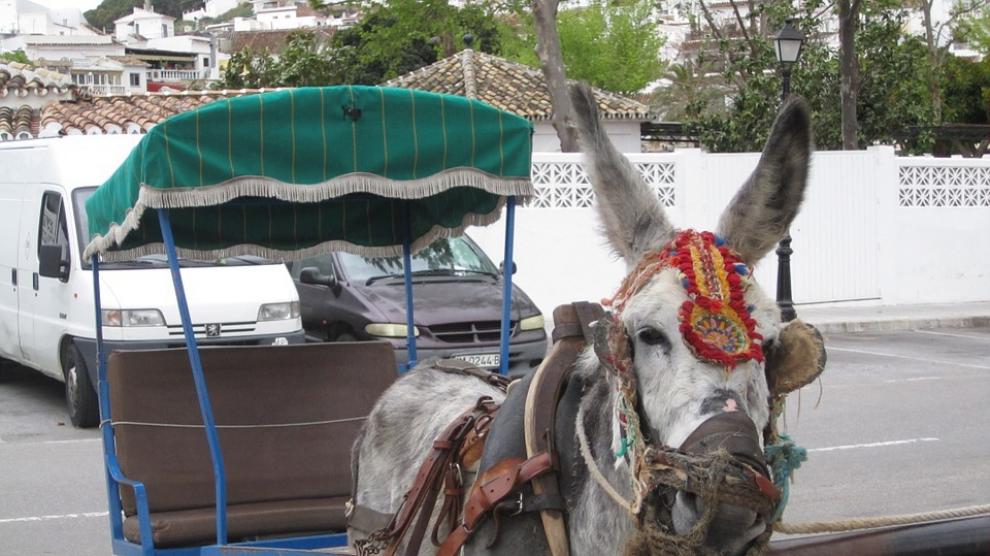 Un burro taxi en Mijas, Málaga.