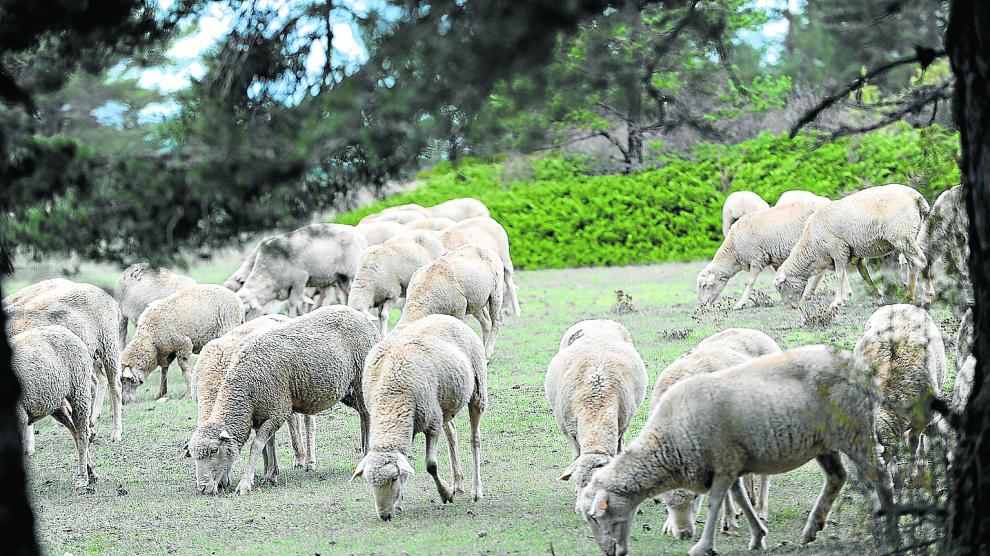 Un grupo de ovejas se alimenta en una zona de monte adaptada para el pastoreo extensivo.