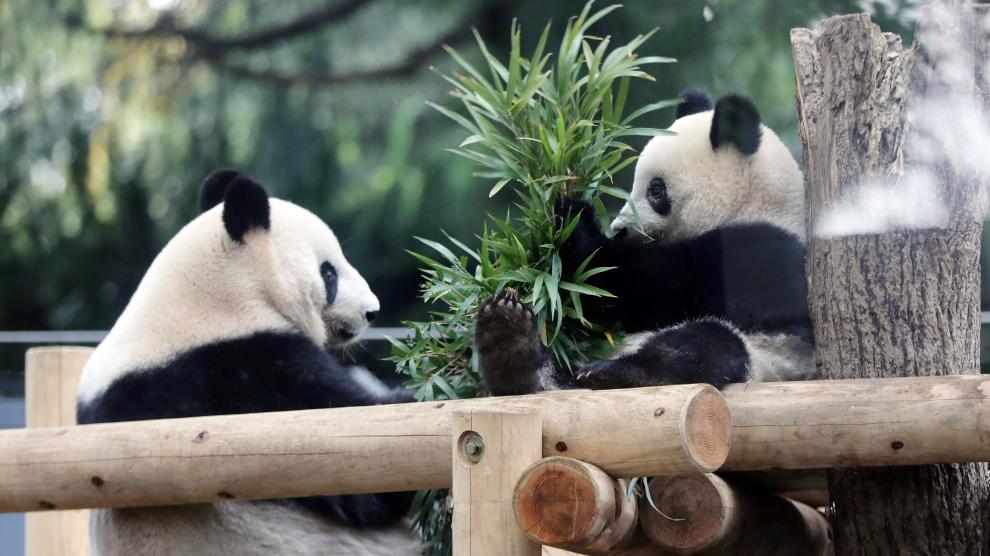 Los osos pandas volverán a casa: ¿está China cambiando su estrategia  diplomática?