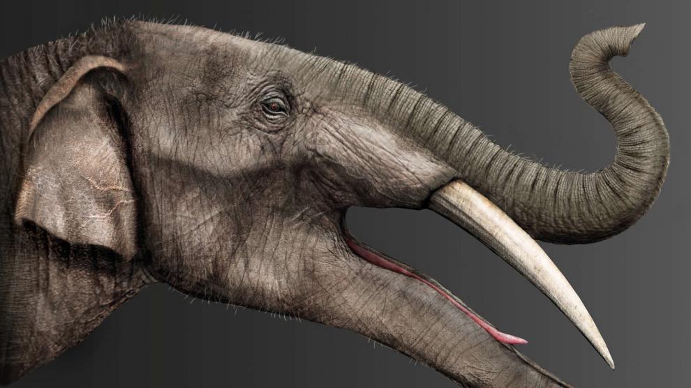 Gomphoterium. Una ilustración de Rosa Alonso