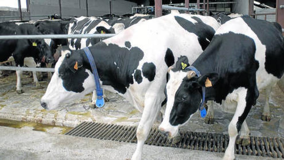 Los ganaderos de vacuno de leche llevaban años reivindicando la obligación de ofrecer información sobre el origen en el etiquetado de la leche.