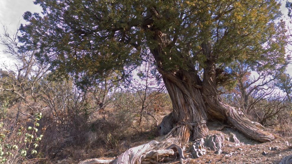 Un árbol del Sabinar de Olalla.