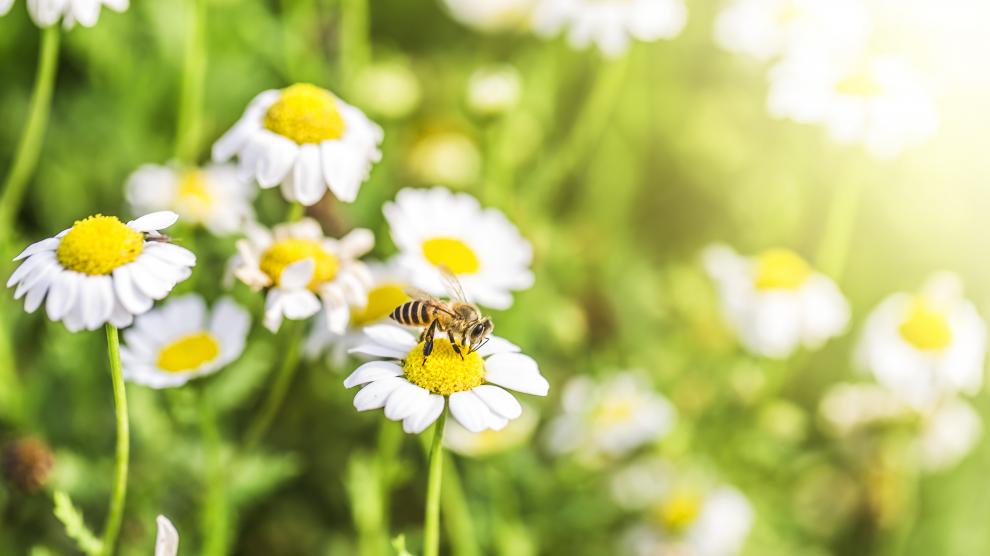 Las plantas generan un jugo dulzón, que atrae a las abejas