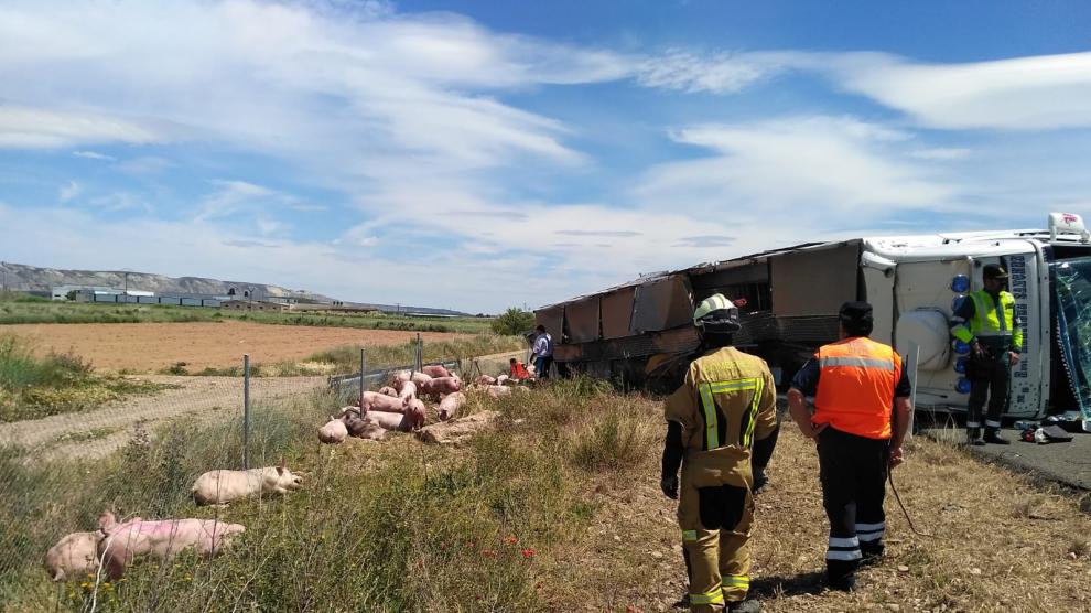 Accidente de un camión que transportaba cerdos en Torres de Berrellén.