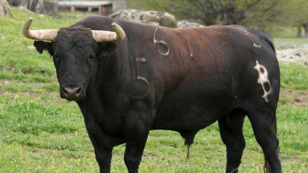 Imponente toro de Baltasar Ibán que será lidiado en Teruel.