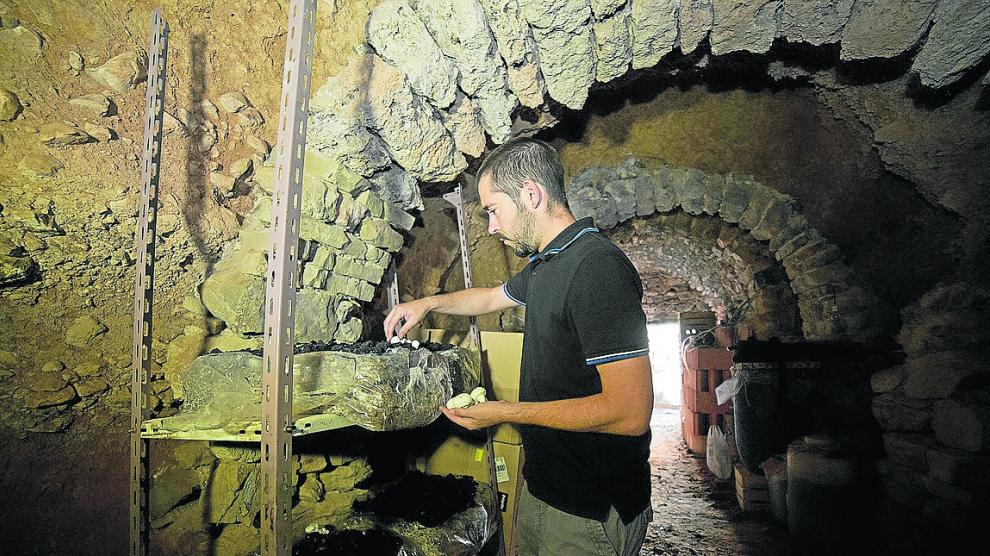 El joven Álvaro Alcalá, en el interior de una de las cuevas de Torrijo donde cultiva los champiñones.