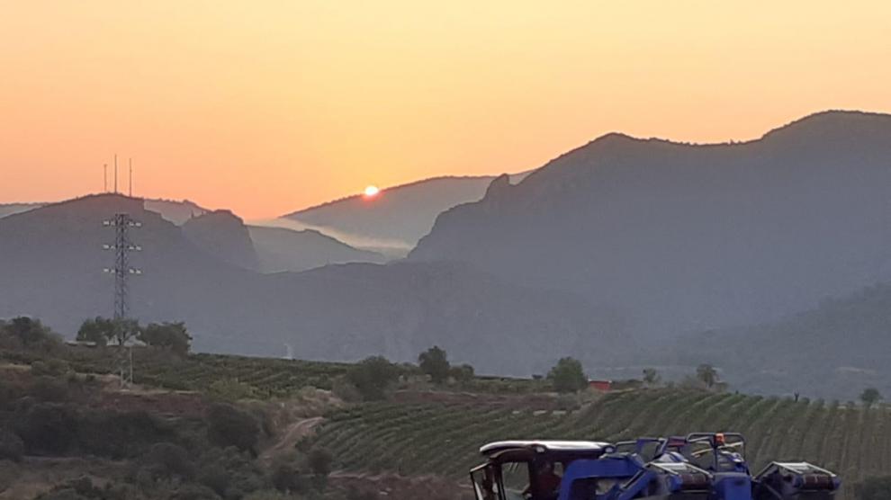 Primeros trabajos de vendimia en la bodega Enate.