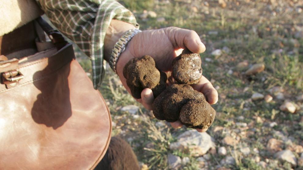 Un truficultor muestra las trufas recolectadas en una plantación de encinas de Gúdar-Javalambre.