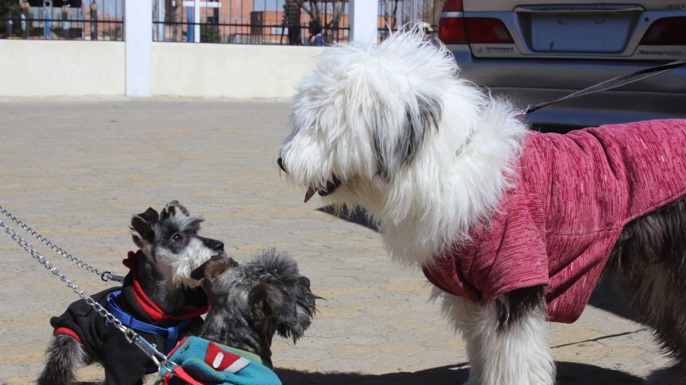 En el Registro de Identificación de Animales de Compañía de Aragón hay dadas de alta unas 289.000 mascotas. El 98% de ellas son perros.