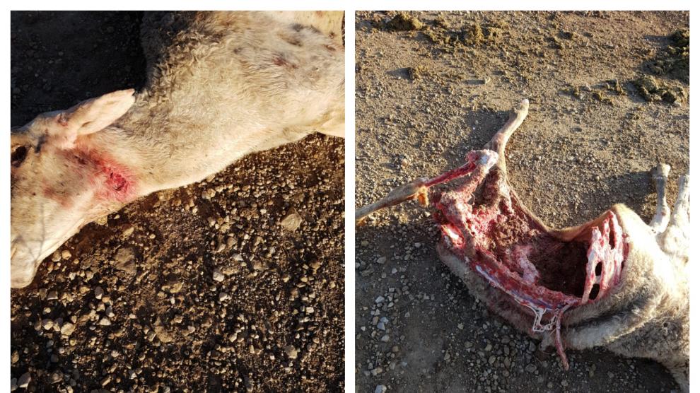 Heridas que presentaba una de las ovejas atacadas por el lobo, según UAGA.
