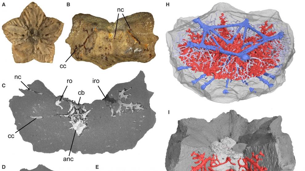 Hallan por primera vez el sistema nervioso de un lirio de mar de hace 125 millones de años en fósiles de Teruel.