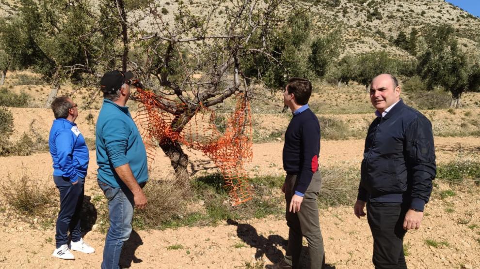 Dirigentes del PP visitan un campo para comprobar los daños en cultivos del Bajo Aragón causados por la fauna salvaje.