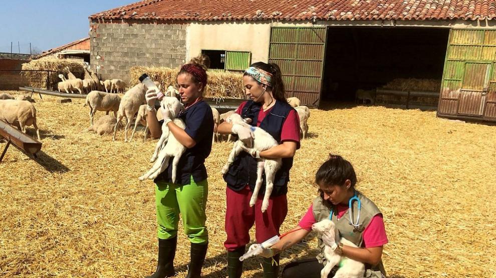 La DPZ triplicará este año el presupuesto del programa Desafío, el Erasmus rural, que impulsa junto a la Universidad de Zaragoza