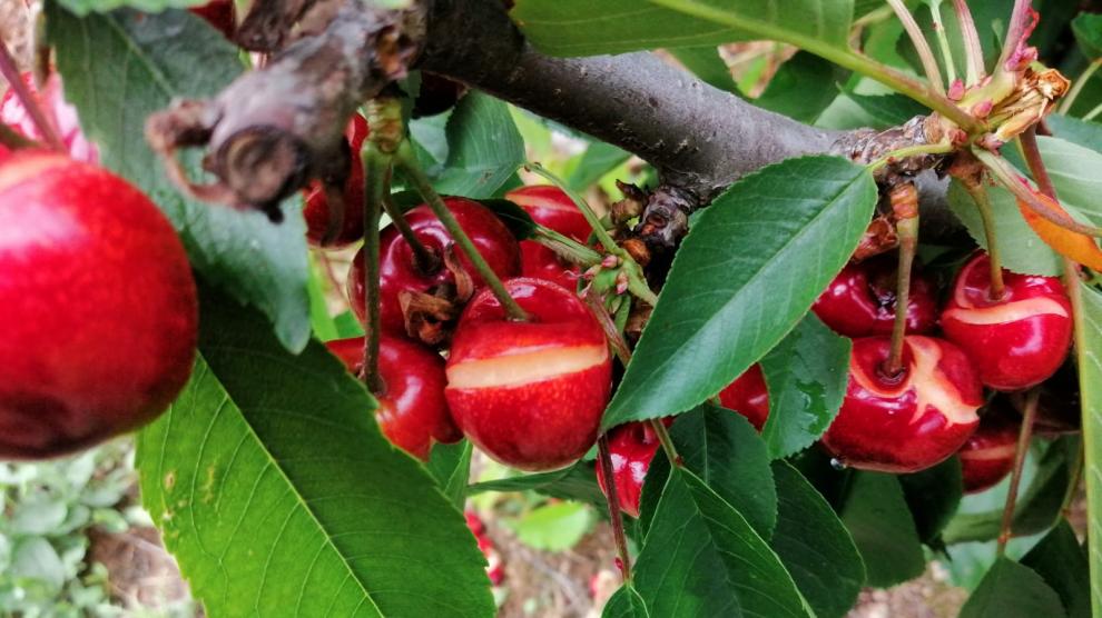 Cosecha de cereza destrozada por el pedrisco