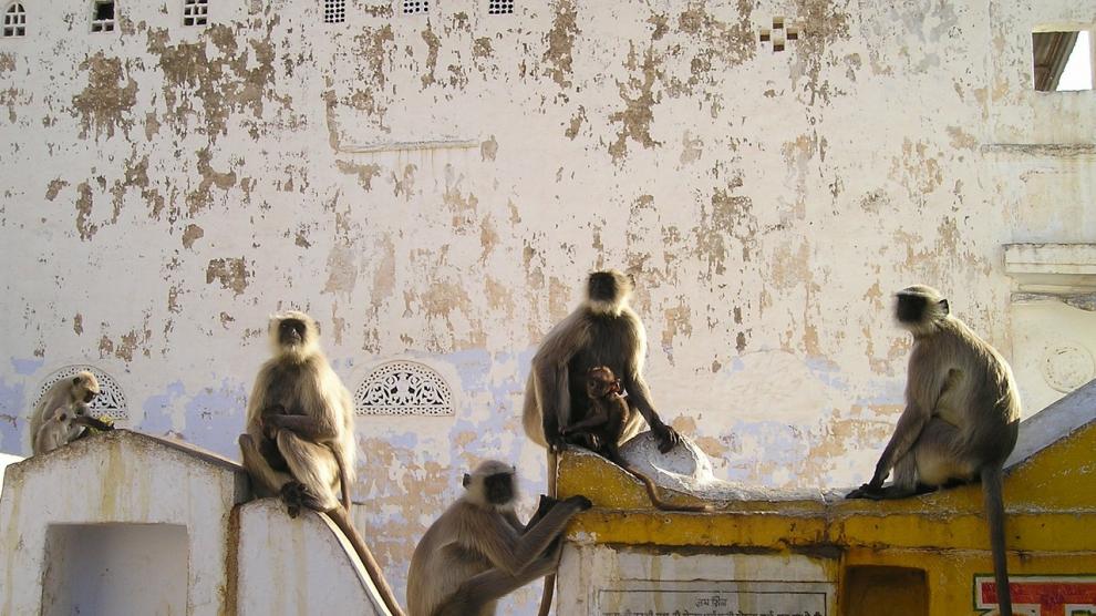 Foto de archivo de monos en la India