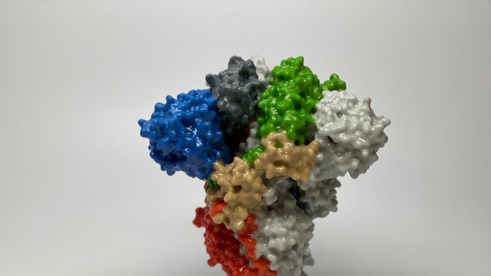 Modelo de la proteína ‘spike’ de la ‘corona’ de SARS-CoV-2, mediante la que entra en las células humanas, impreso en 3D.