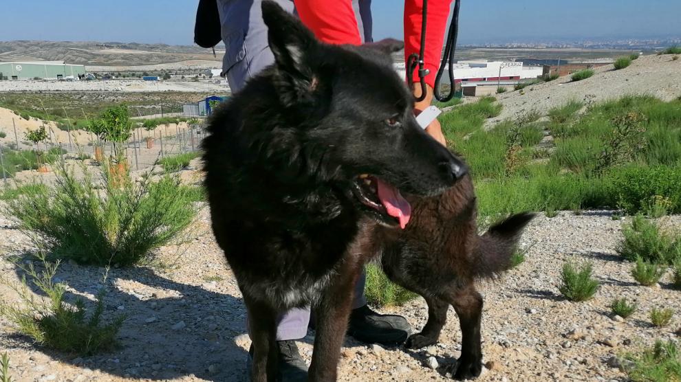 Uno de los perros que se encuentran en el Centro Municipal de Protección Animal de Zaragoza y que pueden ser adoptados.
