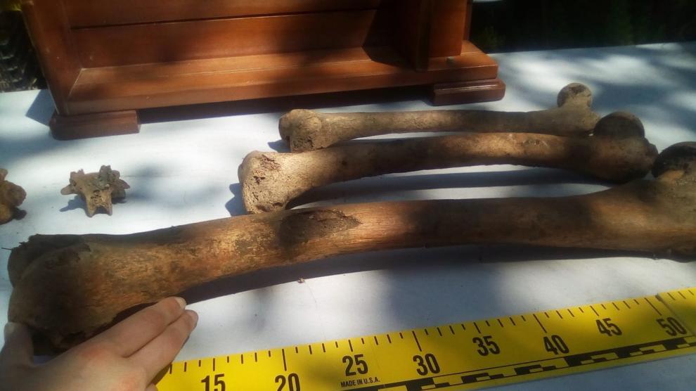 Hallados los restos del gigante de Altzo.