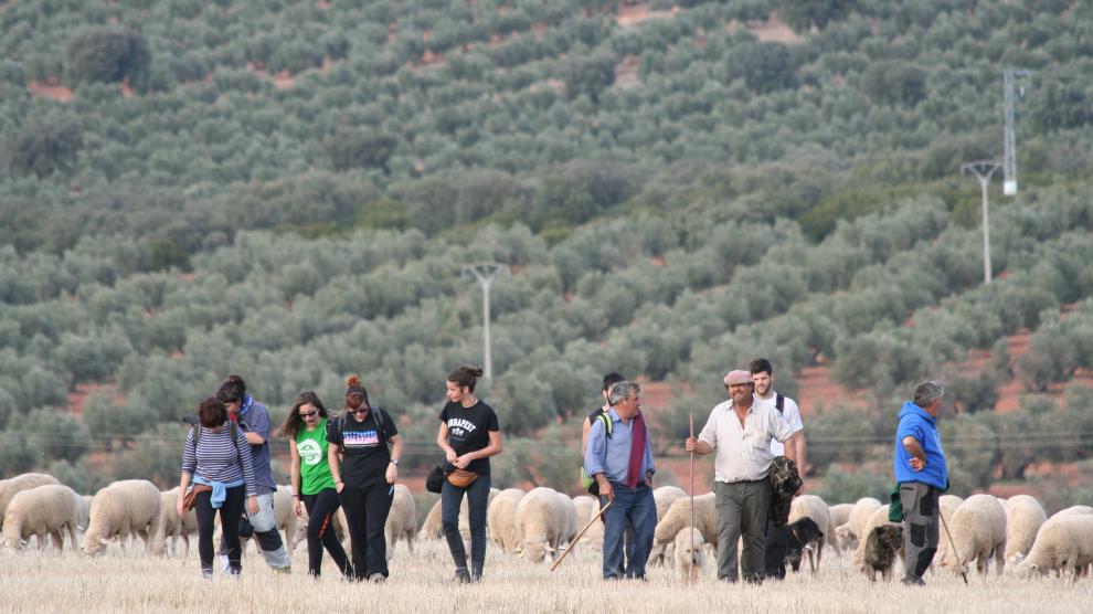 Un grupo de alumnos de la Facultad de Veterinaria participa en la trashumancia llevando, junto a los pastores, a los rebaños desde Guadalaviar a Vilches.