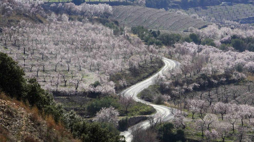 Almendros en flor en la zona de El Frasno y Sabiñán, en Zaragoza