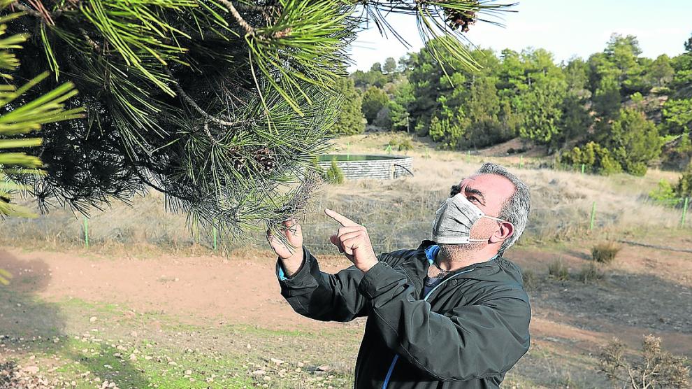 Felipe Rosado, técnico ambiental, evalúa el daño de la procesionaria en los bosques de Corbalán.