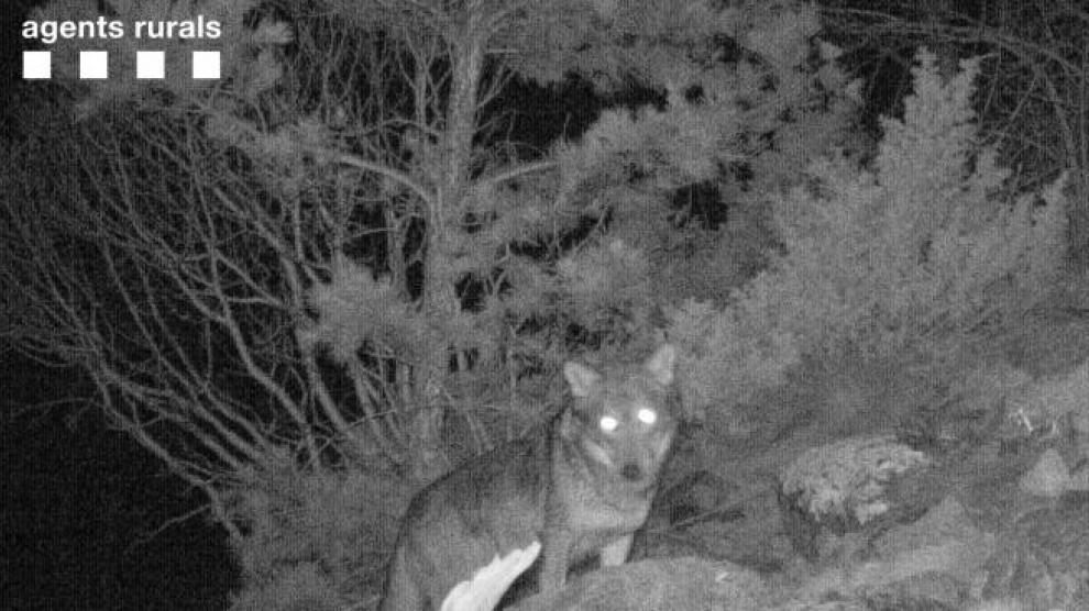 La imagen del lobo, captada por una cámara oculta.