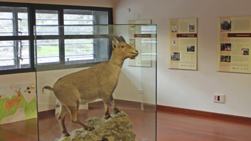 Último ejemplar de bucardo, ‘Celia’ o ‘Laña’ (para la población local), en la exposición del Centro de Visitantes del Parque Nacional de Ordesa, en Torla.