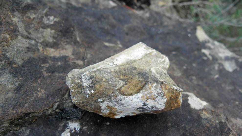 El fósil fue encontrado en el año 2009 en el yacimiento Dolor, en el término municipal de Beranuy.