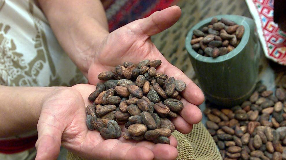 Dentro de cada fruto del árbol del cacao, se acumulan entre 30 y 40 semillas o granos.