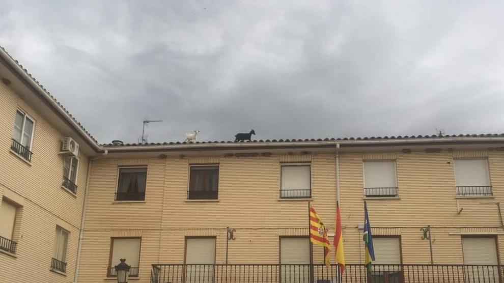 Las cabras díscolas, por el tejado del Ayuntamiento de María de Huerva.