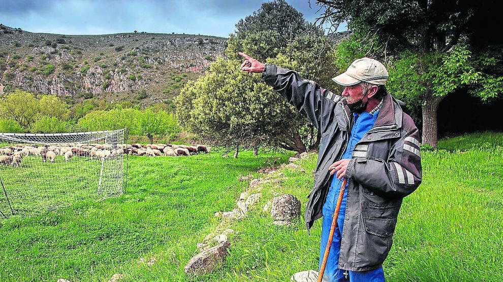 Antonio Berdejo pastorea el rebaño de Ángel Sisamón, ganadero de la localidad zaragozana de Berdejo.