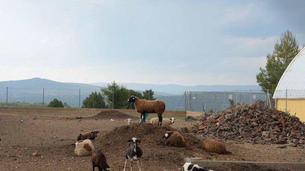 Explotación ovina en La Puebla de Valverde.