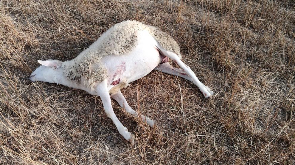 Al menos tres ovejas han resultado muertas en un ataque de lobo en Arrés.
