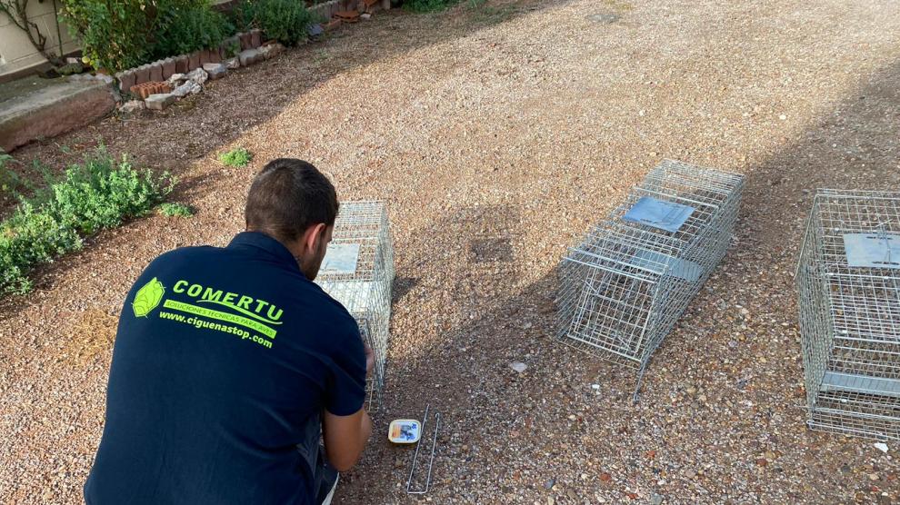 Una de los técnicos de la empresa prepara las jaulas para la captura de los felinos