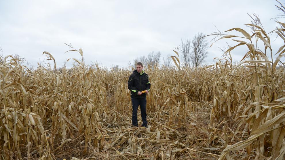 Fernando Sanz, en uno de sus campos de maíz cercano a la laguna del Cañizar pisoteado por los jabalíes.