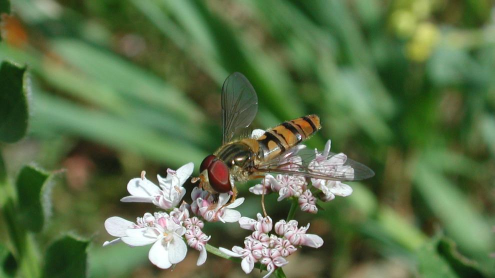 Episyrphus balteatus libando sobre cilantro.
